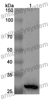 Anti-Mouse OGN Polyclonal Antibody