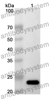 Anti-Mouse EFNA1 Polyclonal Antibody