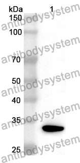 Anti-Mouse CD73/NT5E Polyclonal Antibody