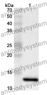 Anti-Mouse CD204/MSR1 Polyclonal Antibody