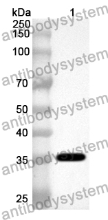 Anti-Mouse FGFR2 Polyclonal Antibody