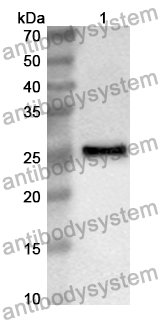 Anti-Mouse CDH3/P-cadherin Polyclonal Antibody