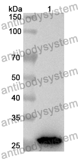 Anti-Mouse CD333/FGFR3 Polyclonal Antibody