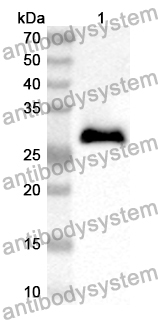 Anti-Mouse IGFBP4 Polyclonal Antibody