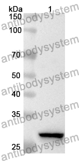 Anti-Mouse OMG Polyclonal Antibody