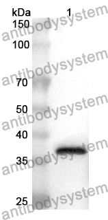 Anti-Mouse IGFBP6 Polyclonal Antibody