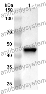 Anti-Mouse GUCY2C/GCC Polyclonal Antibody