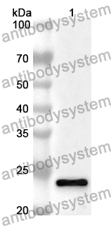 Anti-Mouse PTX3 Polyclonal Antibody