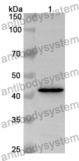 Anti-Mouse CD159a/KLRC1 Polyclonal Antibody