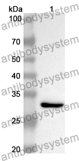 Anti-Mouse CD26/DPP4 Polyclonal Antibody