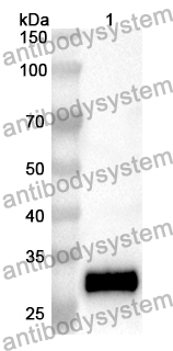 Anti-Mouse CD38/ADPRC 1 Polyclonal Antibody