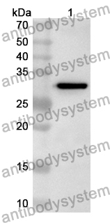 Anti-Mouse EPHA2 Polyclonal Antibody