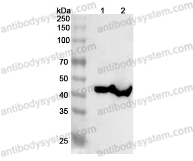 Anti-Mouse LRPAP1 Polyclonal Antibody