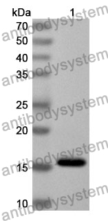 Anti-Mouse SDC4 Polyclonal Antibody