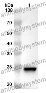 Anti-Mouse PRSS3 Polyclonal Antibody