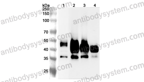 Anti-Mouse CD147/BSG Polyclonal Antibody