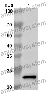 Anti-Mouse CD135/FLT3 Polyclonal Antibody