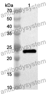 Anti-Mouse MMP12 Polyclonal Antibody