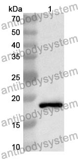 Anti-Mouse LEP/Leptin Polyclonal Antibody