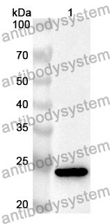 Anti-Mouse CD200 Polyclonal Antibody