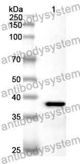 Anti-WNT5A Polyclonal Antibody