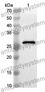 Anti-Mouse CD86/B7-2 Polyclonal Antibody