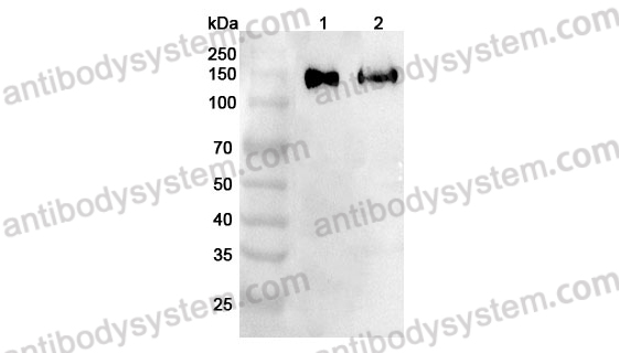 Anti-Mouse CD146/MCAM Polyclonal Antibody