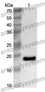 Anti-Mouse CD134/TNFRSF4/OX40 Polyclonal Antibody