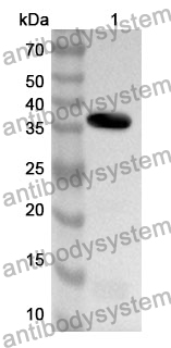 Anti-Mouse CD295/LEPR Polyclonal Antibody