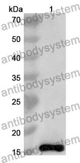 Anti-Mouse GIPR/GIP-R Polyclonal Antibody