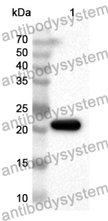 Anti-Mouse CCN3 Polyclonal Antibody