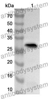 Anti-Mouse CD97/ADGRE5 Polyclonal Antibody