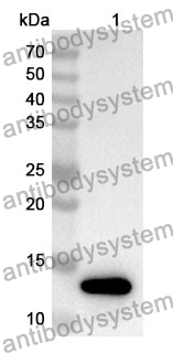 Anti-Mouse EFNA4 Polyclonal Antibody