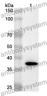 Anti-Mouse GAS1 Polyclonal Antibody