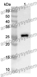 Anti-Mouse CDH4 Polyclonal Antibody