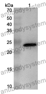 Anti-Mouse CDH11 Polyclonal Antibody