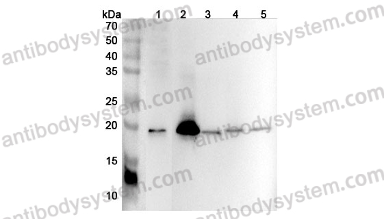 Anti-Mouse BID Polyclonal Antibody