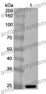 Anti-Mouse CD49a/ITGA1/VLA-1 Polyclonal Antibody