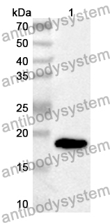 Anti-Mouse LGALS4 Polyclonal Antibody