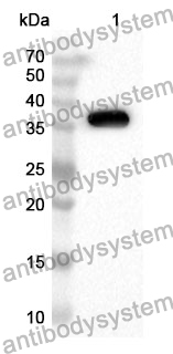 Anti-Mouse PROK1/EG-VEGF Polyclonal Antibody