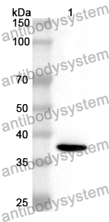 Anti-Mouse CD81 Polyclonal Antibody