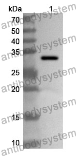 Anti-Mouse DEFB103A/DEFB3 Polyclonal Antibody