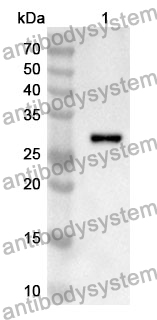 Anti-Mouse VLDLR Polyclonal Antibody