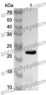 Anti-Mouse HSPG2 Polyclonal Antibody