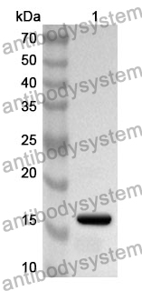 Anti-Mouse EFNB1 Polyclonal Antibody