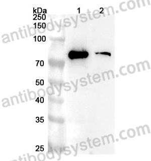 Anti-Mouse CD125/IL5RA Polyclonal Antibody