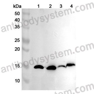 Anti-Mouse FABP5 Polyclonal Antibody