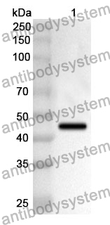 Anti-Mouse CD202b/TEK/TIE-2 Polyclonal Antibody