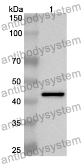 Anti-Mouse CKAP4 Polyclonal Antibody