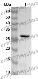 Anti-Mouse CD69 Polyclonal Antibody